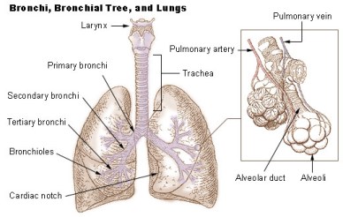 Illu_bronchi_lungs.jpg