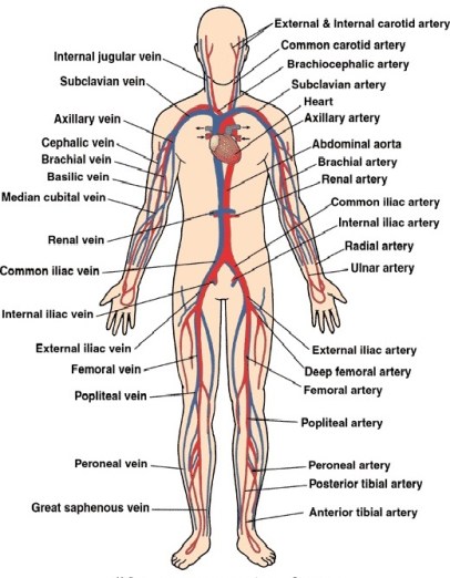 Circulatory system.2.jpg