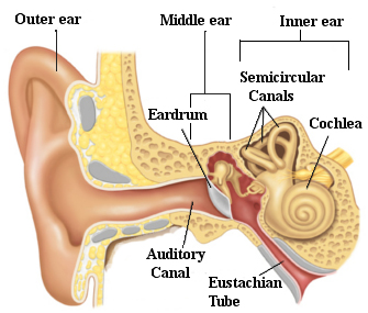 ear2en.jpg