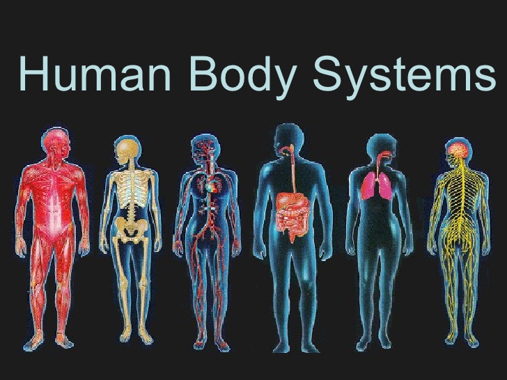 Human Body systems.jpg