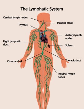 Lymphatic-system.jpg