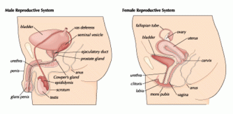 Male & Female reproductive organs.gif