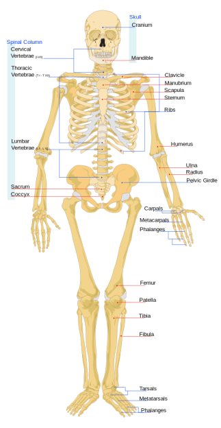 Musculoskeletal system.png