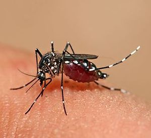 Aedes aegypti.jpg